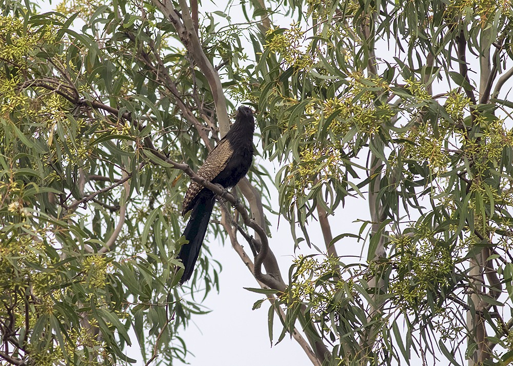 Pheasant Coucal - ML224610061