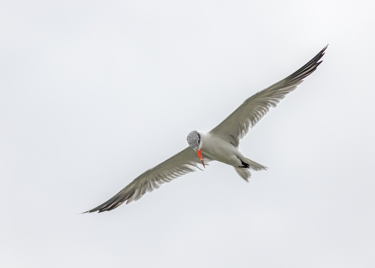 Caspian Tern - ML224610121