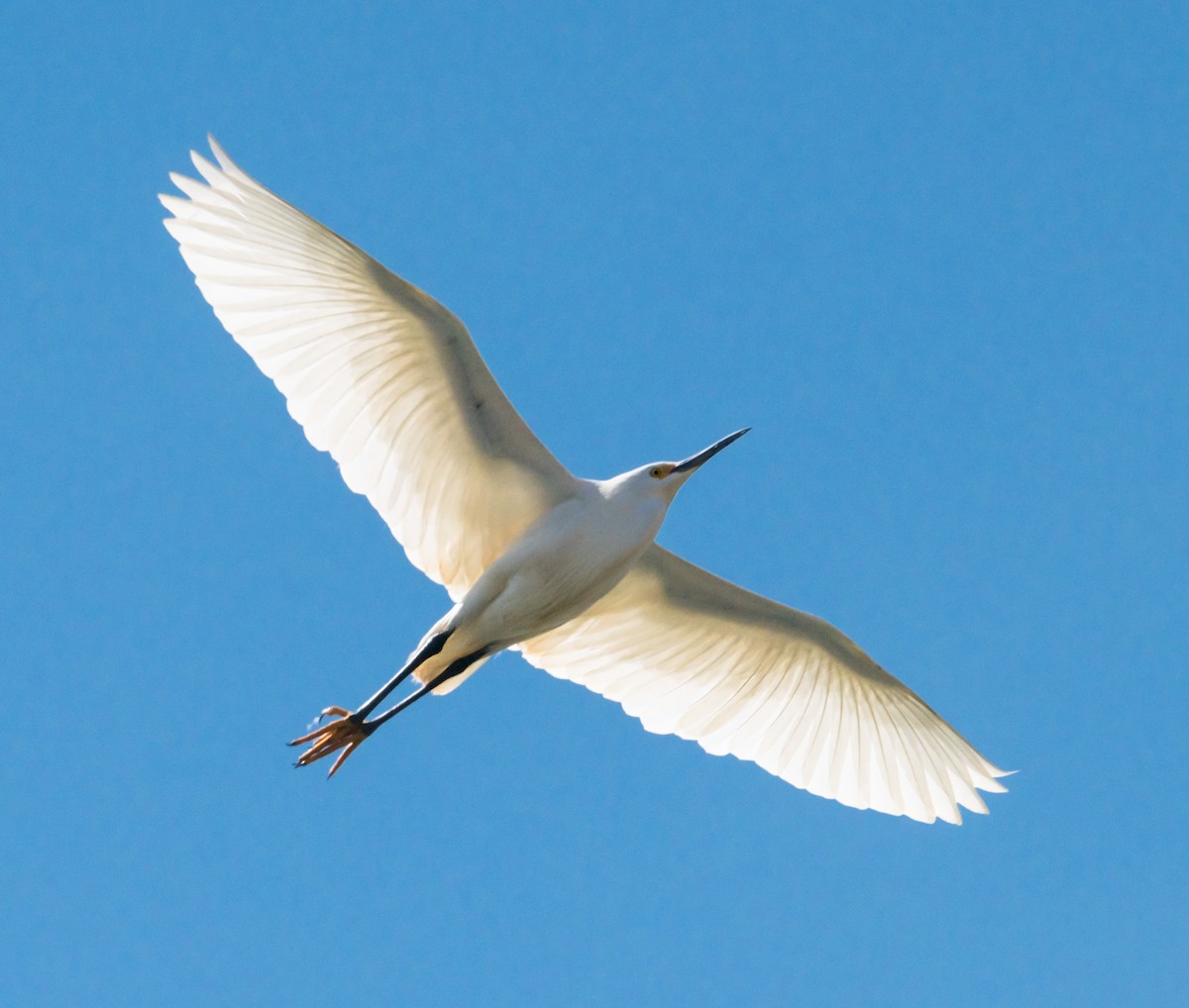 Snowy Egret - ML224610191