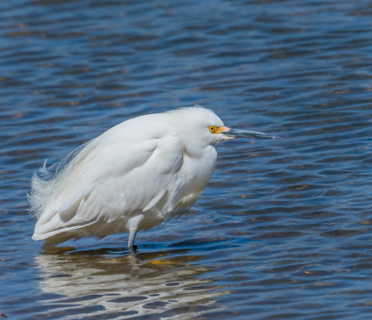 Snowy Egret - ML224610201