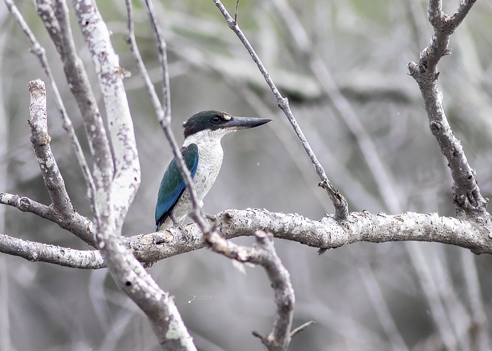 Torresian Kingfisher - ML224610251