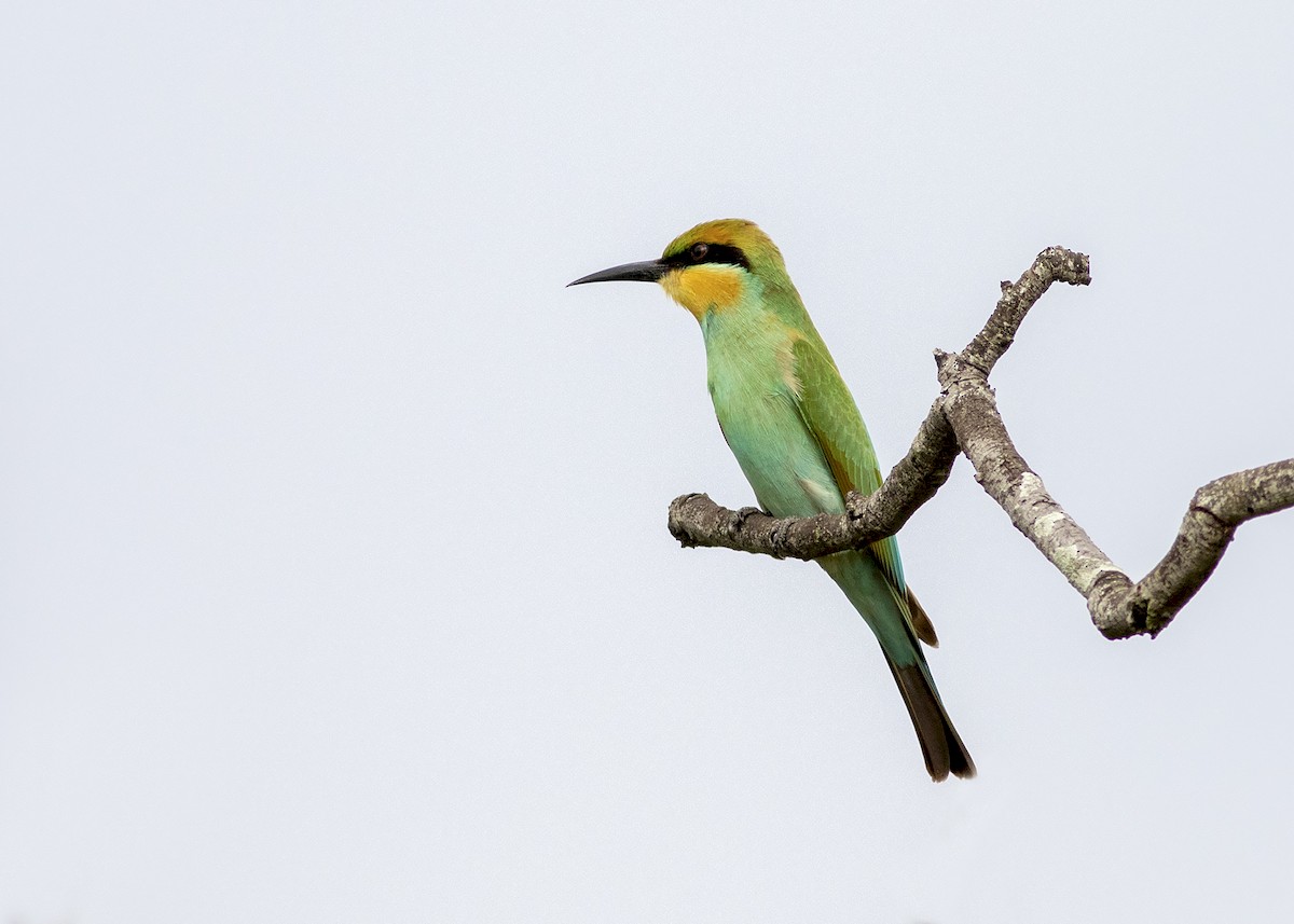 Rainbow Bee-eater - ML224610521