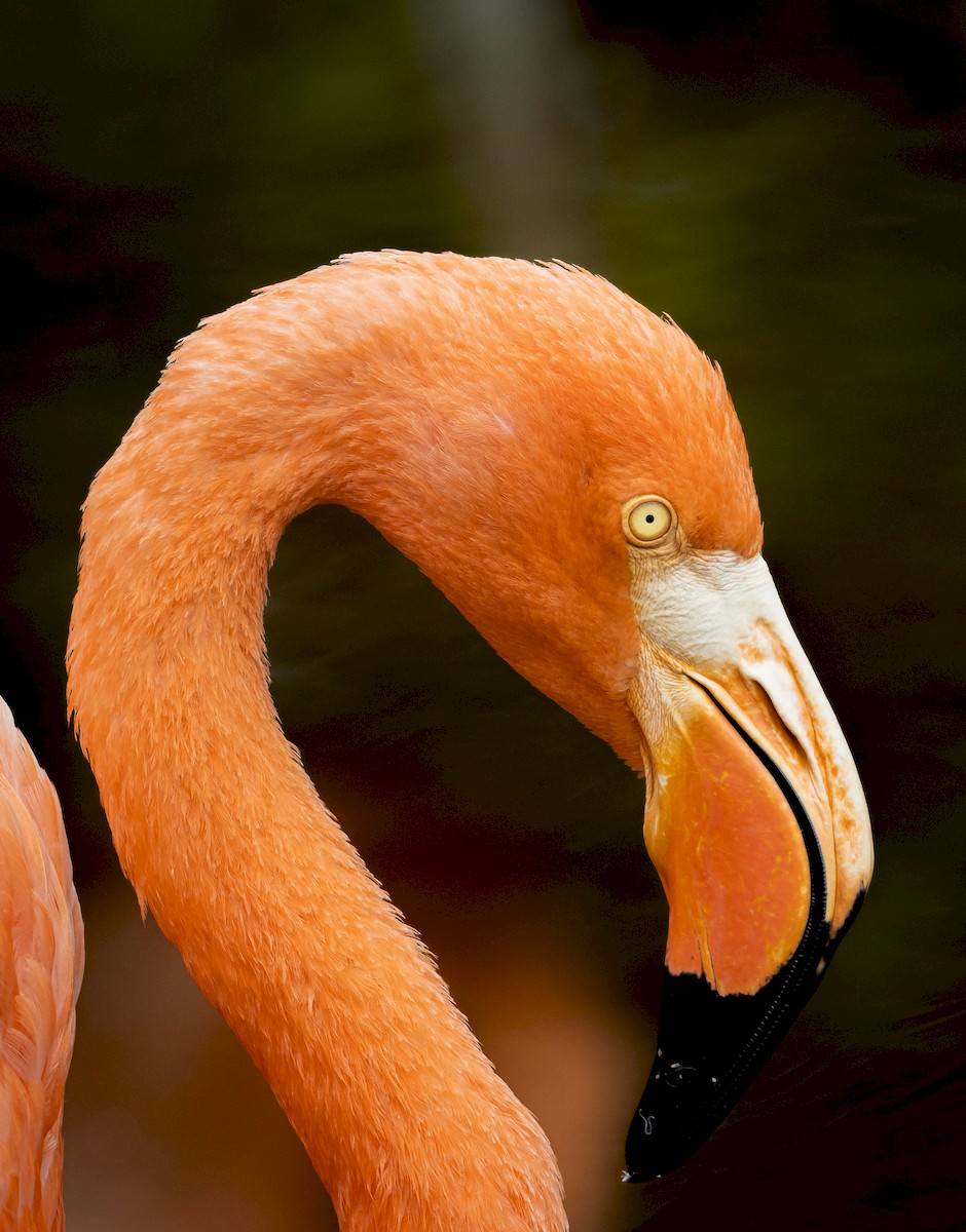 American Flamingo - ML224610621