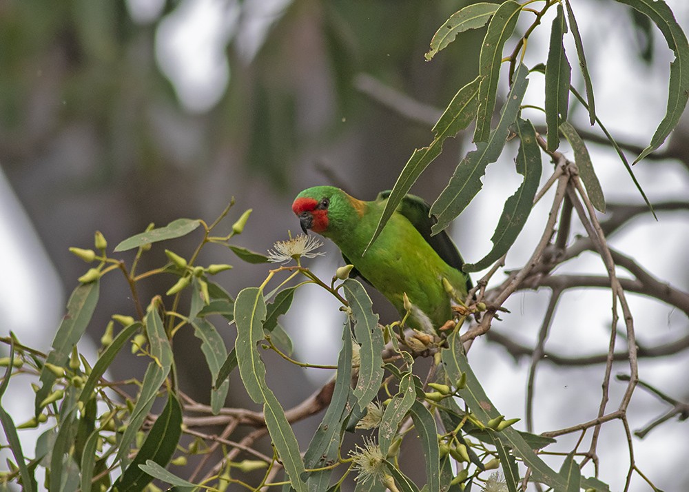 Little Lorikeet - ML224611441