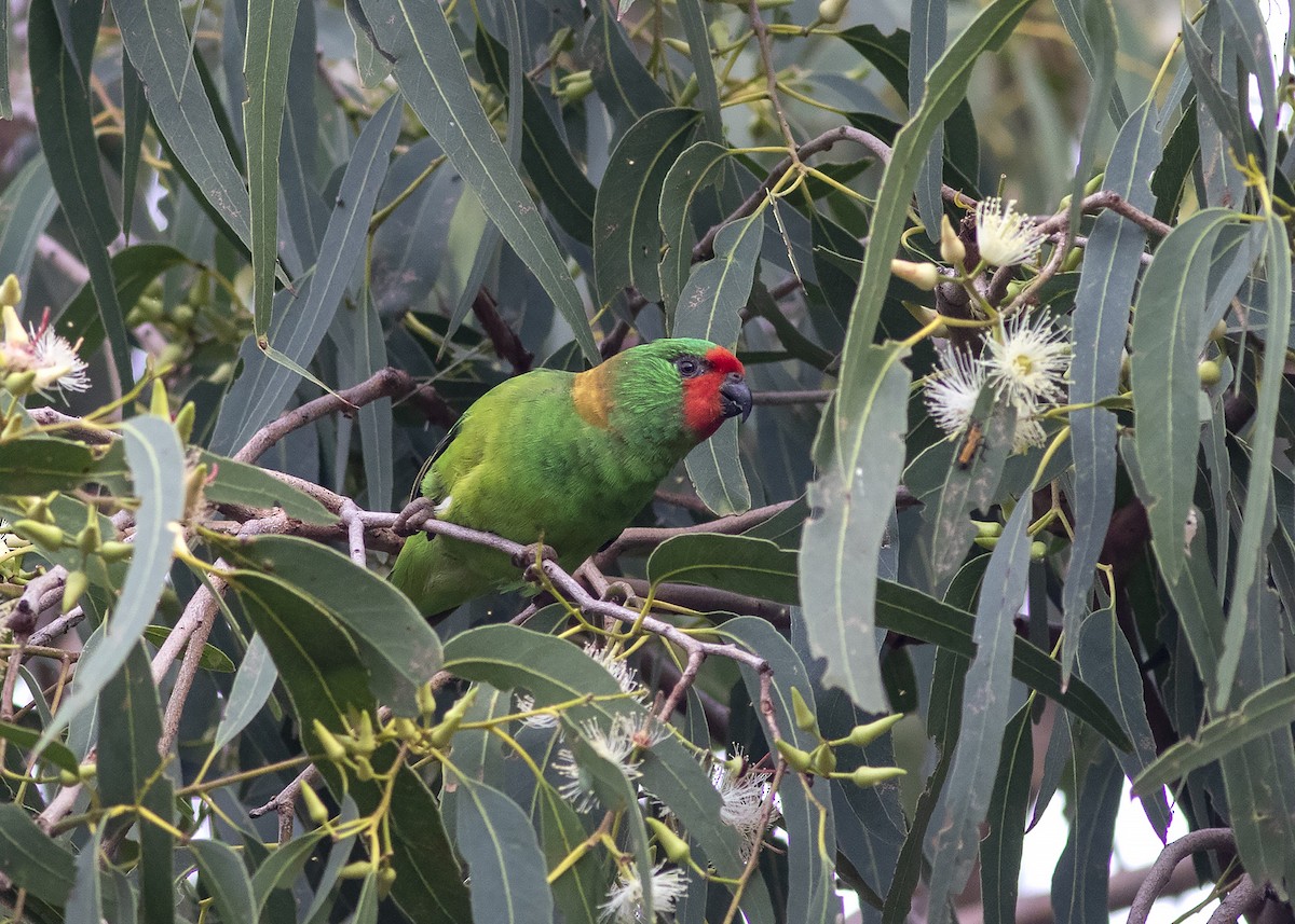 Little Lorikeet - ML224611481