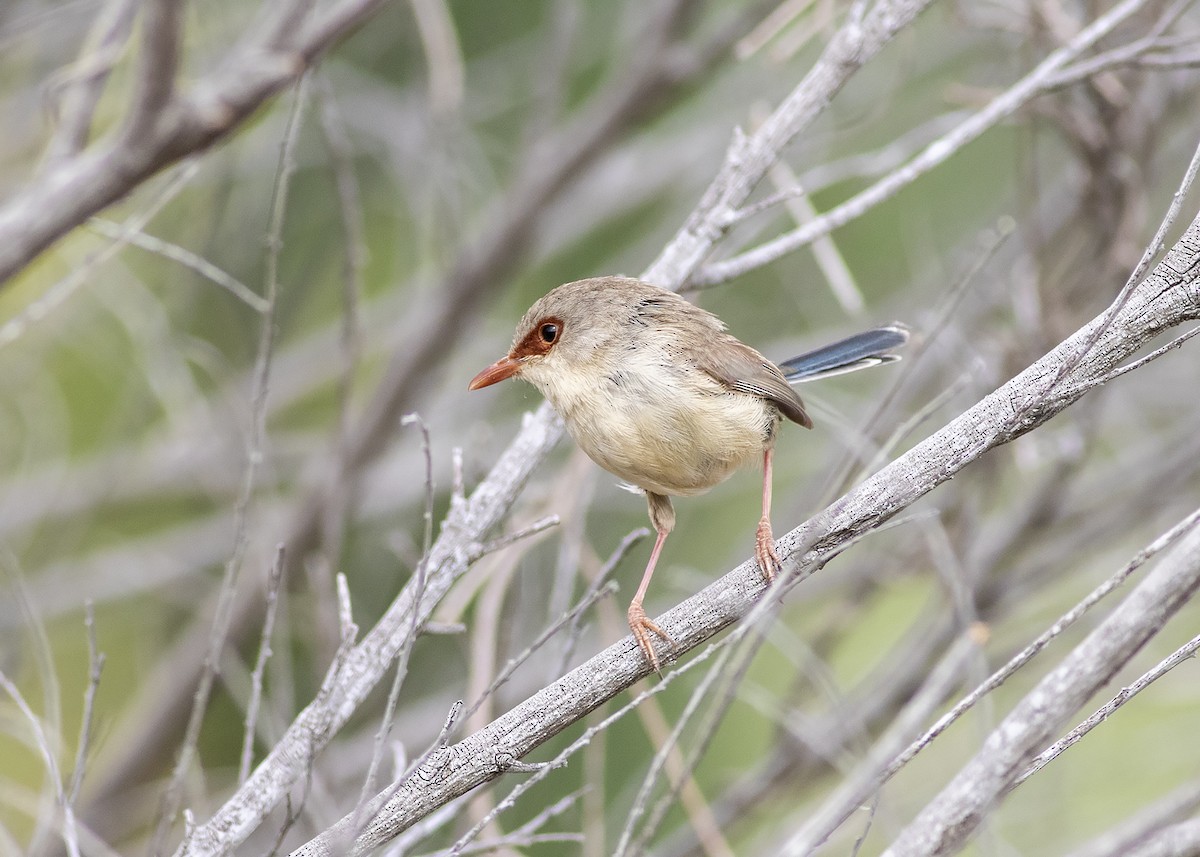 Variegated Fairywren - ML224611761