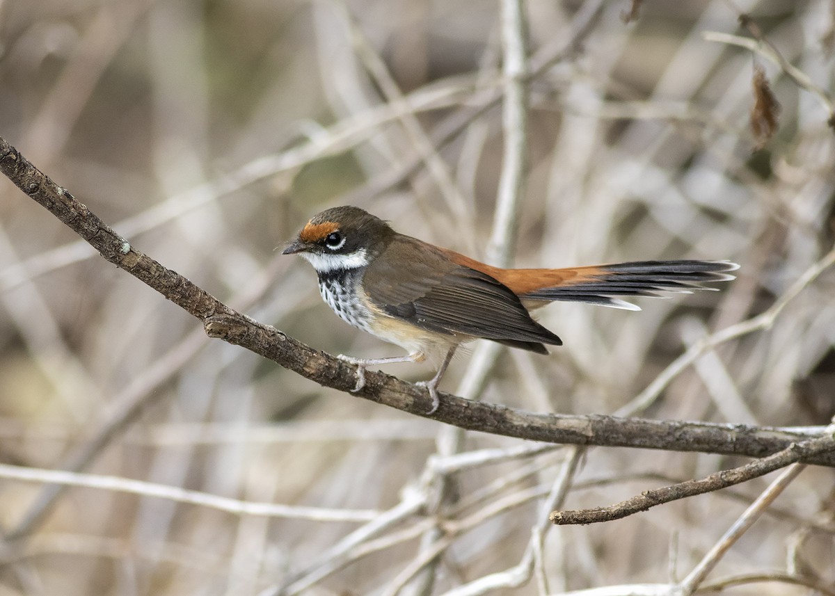 Australian Rufous Fantail - ML224611991