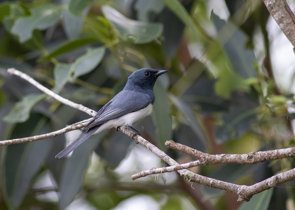 Leaden Flycatcher - ML224612141