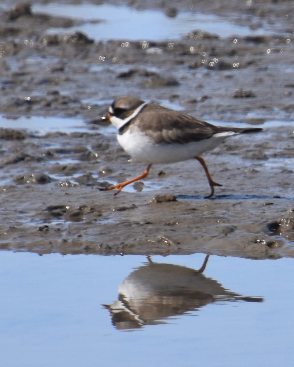 Semipalmated Plover - ML224612341