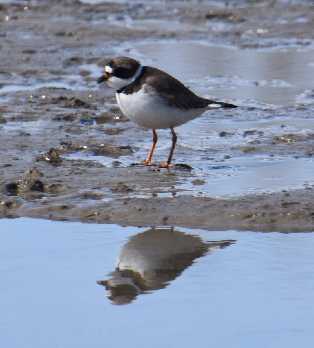 Semipalmated Plover - ML224612351