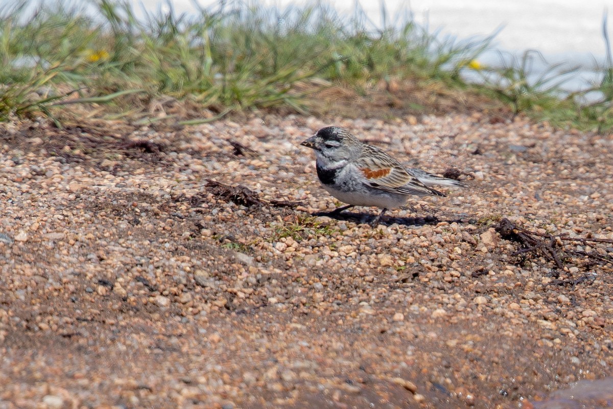 skjoldspurv - ML224613521