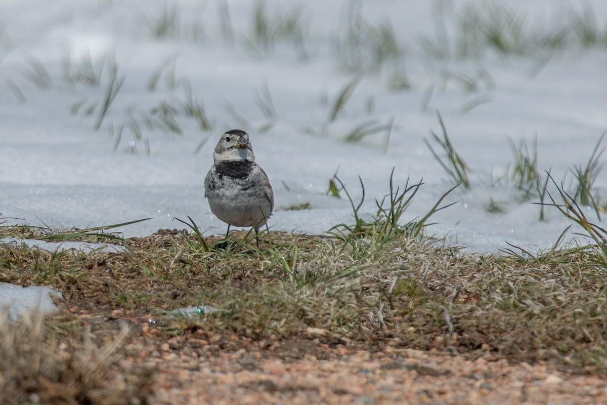 skjoldspurv - ML224613621