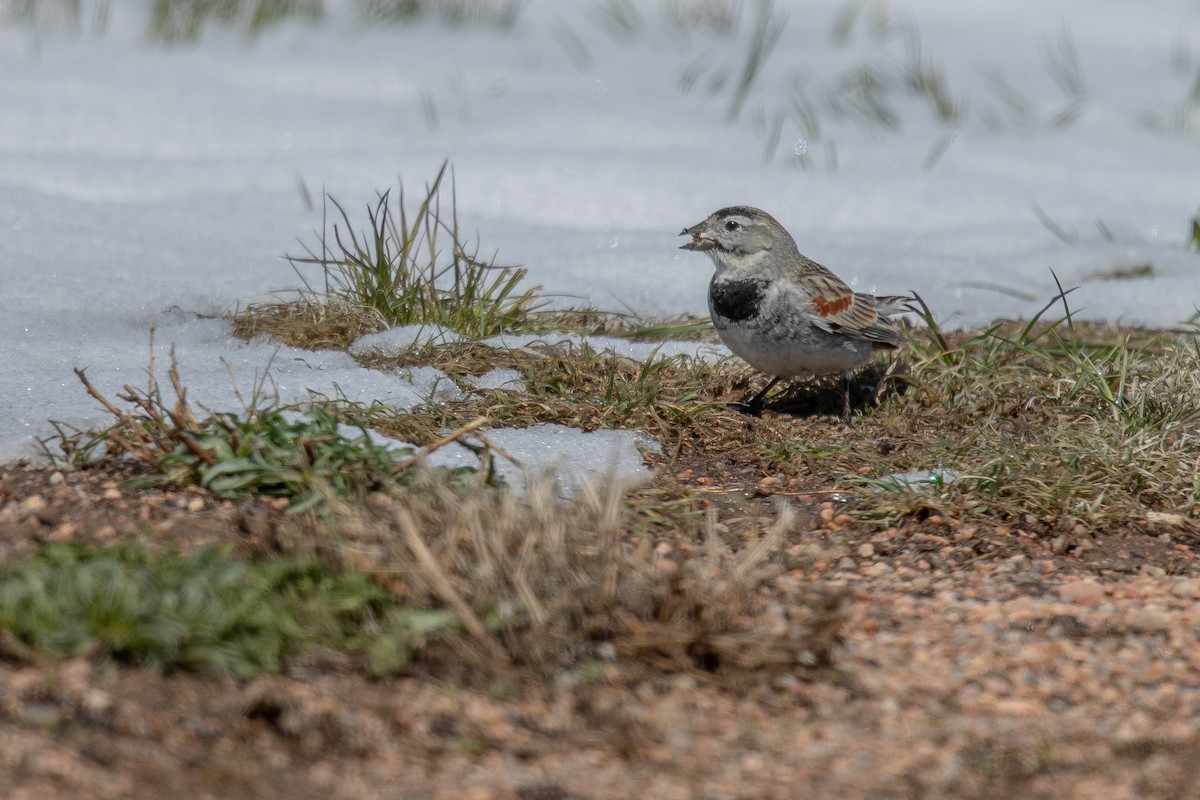 skjoldspurv - ML224613631