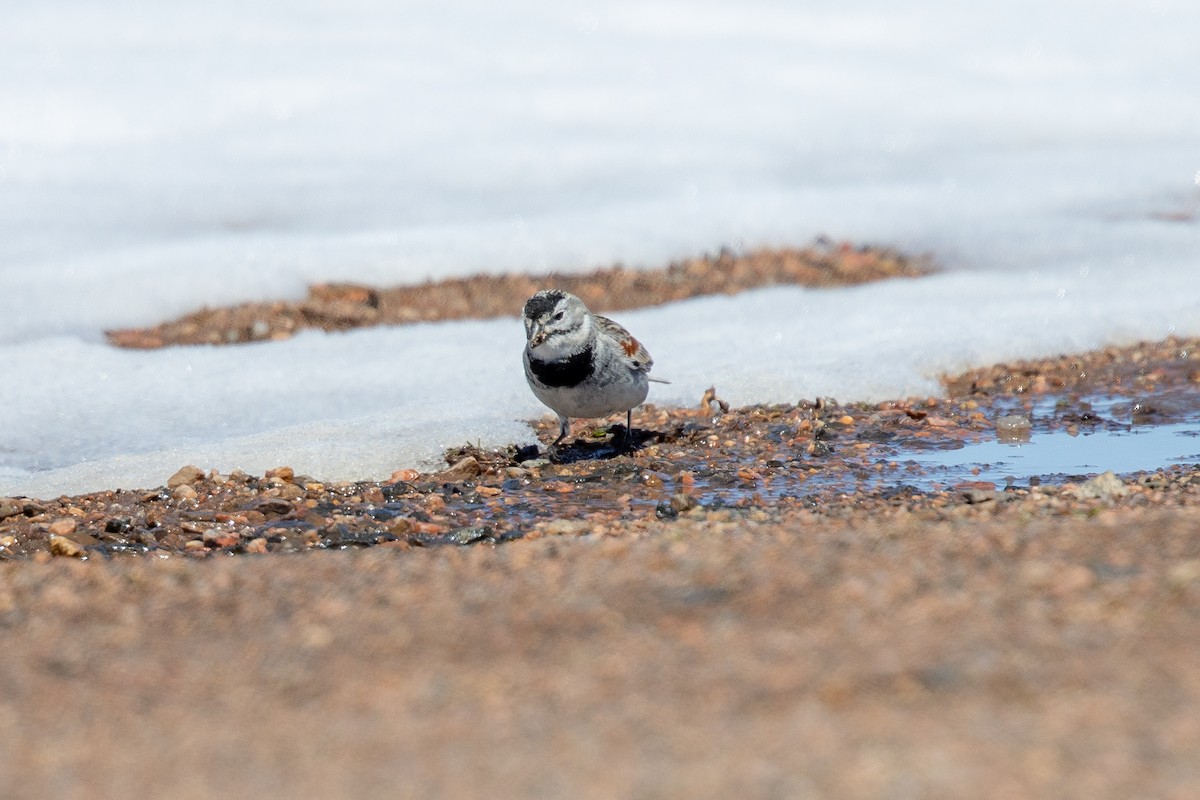 skjoldspurv - ML224613681