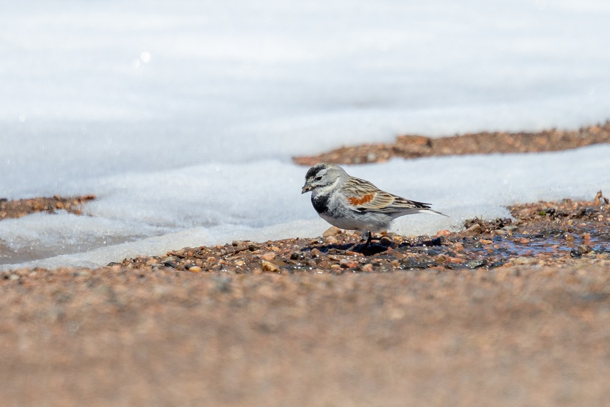 skjoldspurv - ML224613701