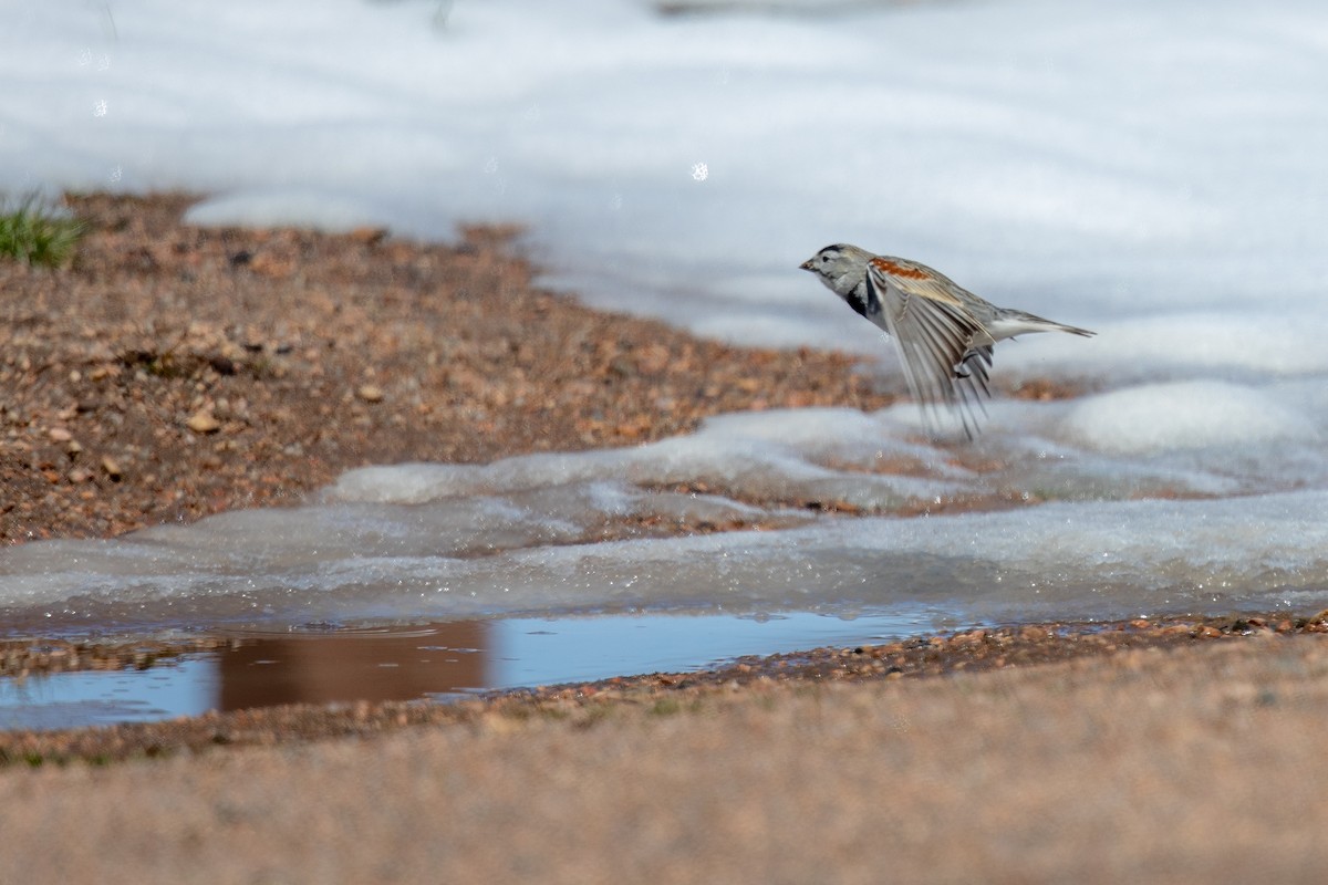 skjoldspurv - ML224613721