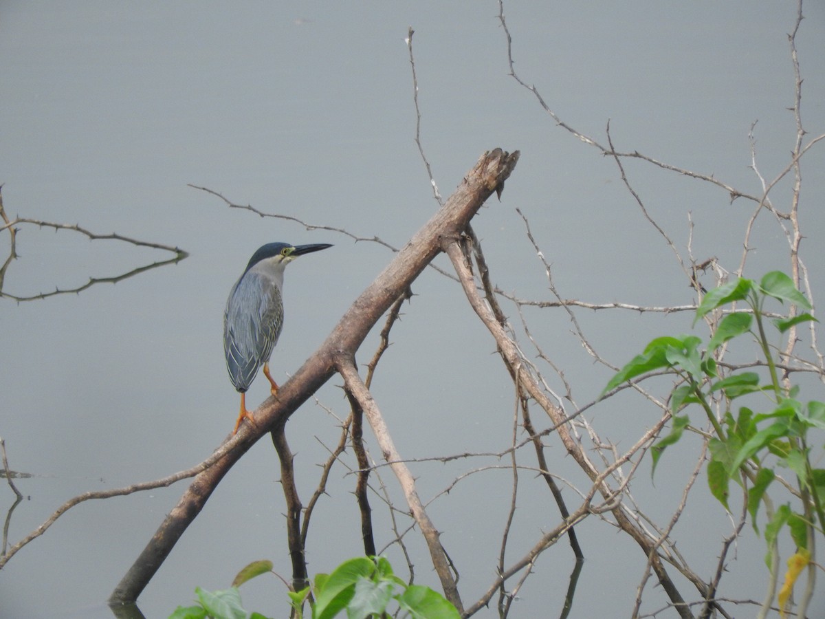 Striated Heron - ML224613881