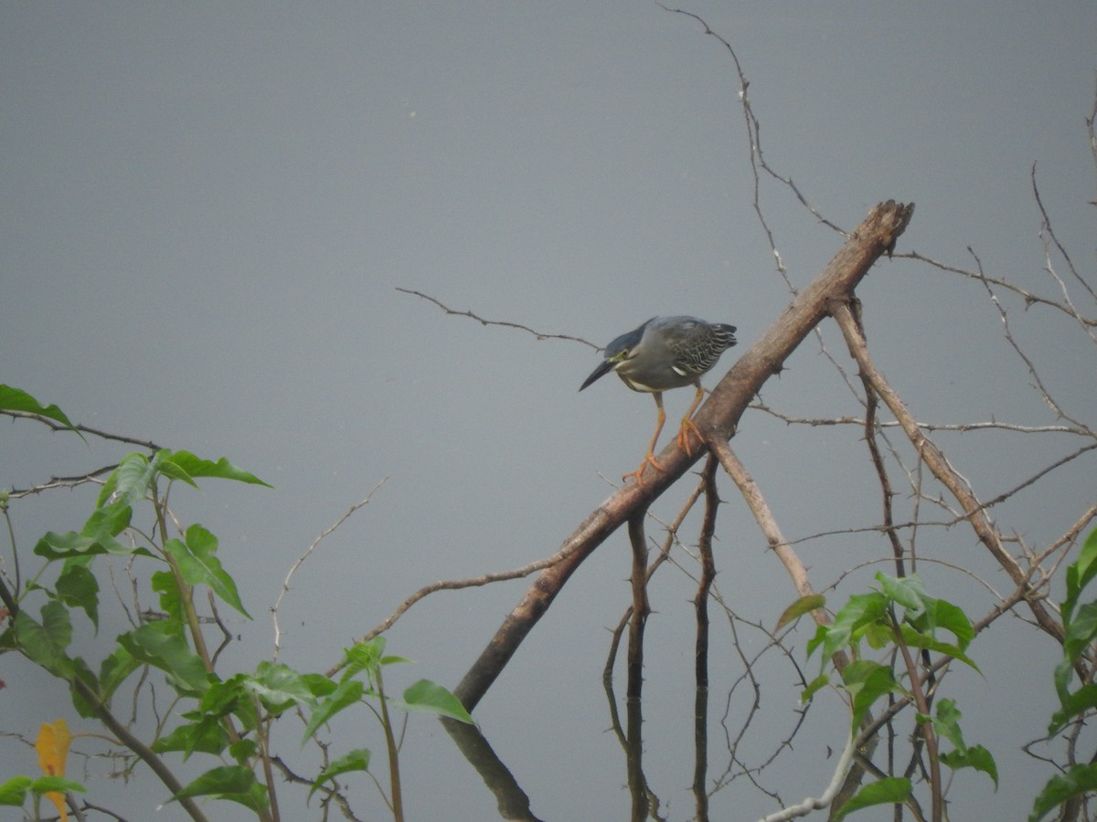 Striated Heron - ML224613901