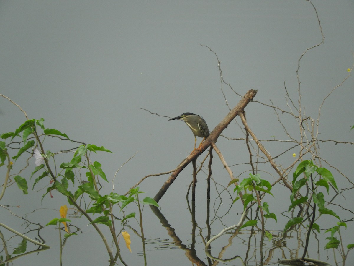 Striated Heron - ML224613911