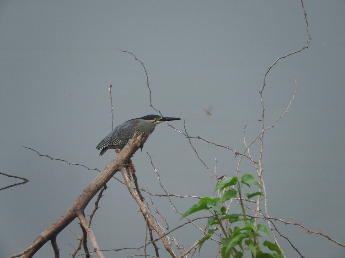 Striated Heron - ML224613931