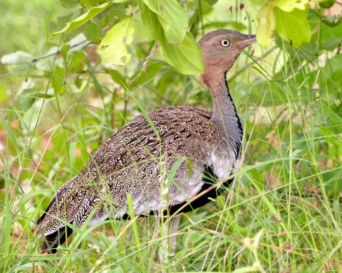 Buff-crested Bustard - ML224615821