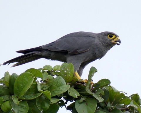 Gray Kestrel - ML224616571