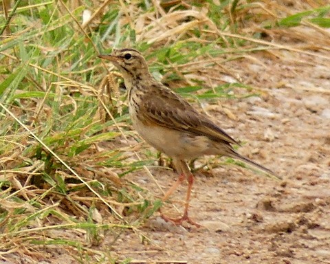 Pipit africain - ML224617631