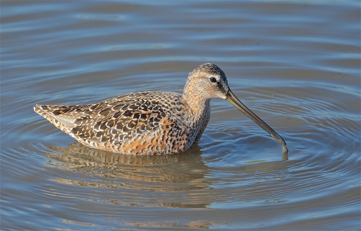 Long-billed Dowitcher - ML224618081