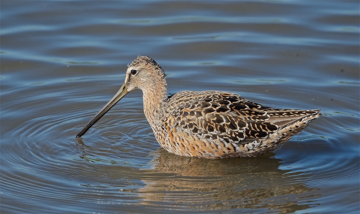 Long-billed Dowitcher - ML224618101