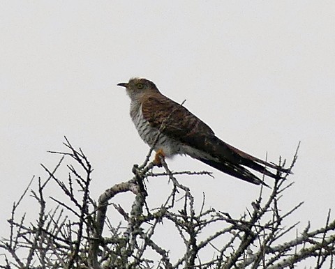 Common Cuckoo - ML224618261