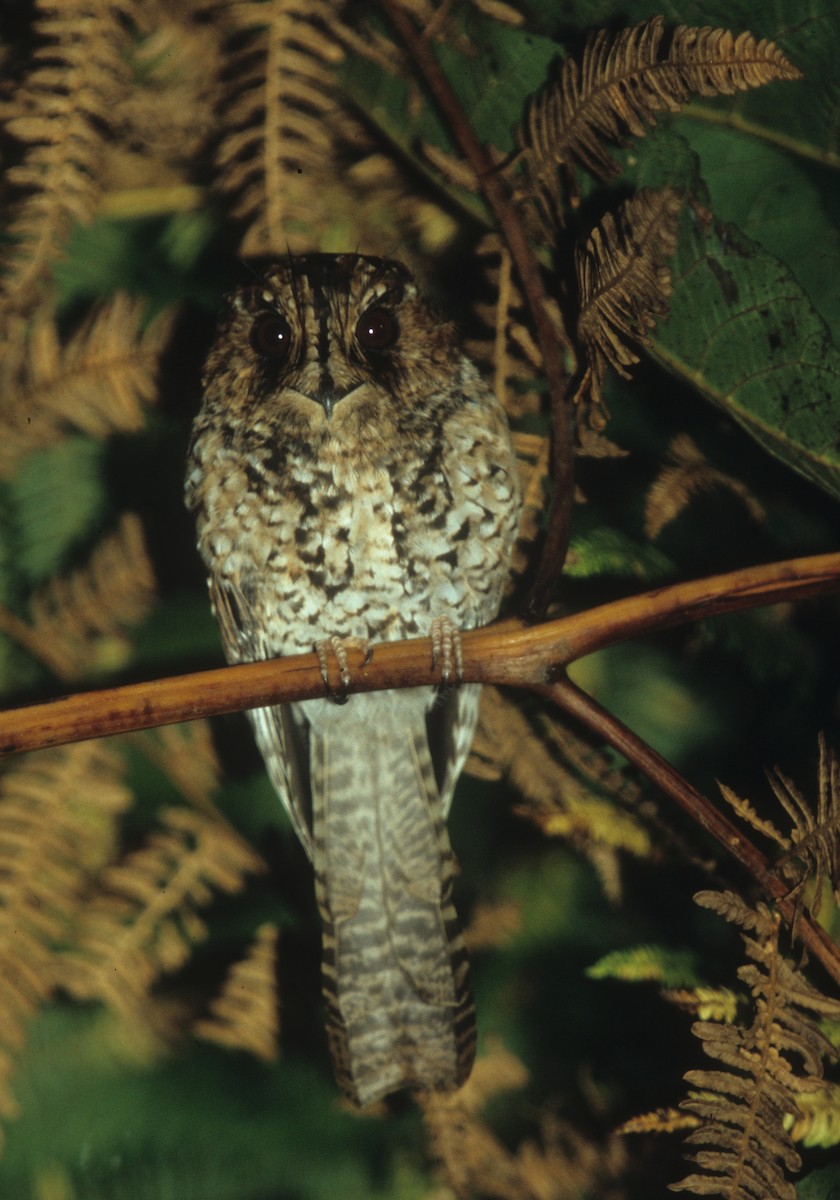Mountain Owlet-nightjar - Bruce Robinson