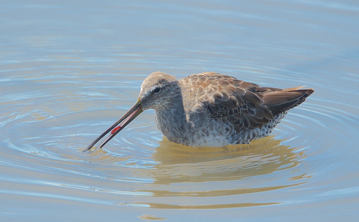 Long-billed Dowitcher - ML224621231