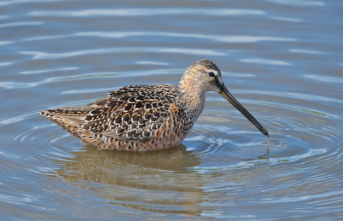 Long-billed Dowitcher - ML224621371