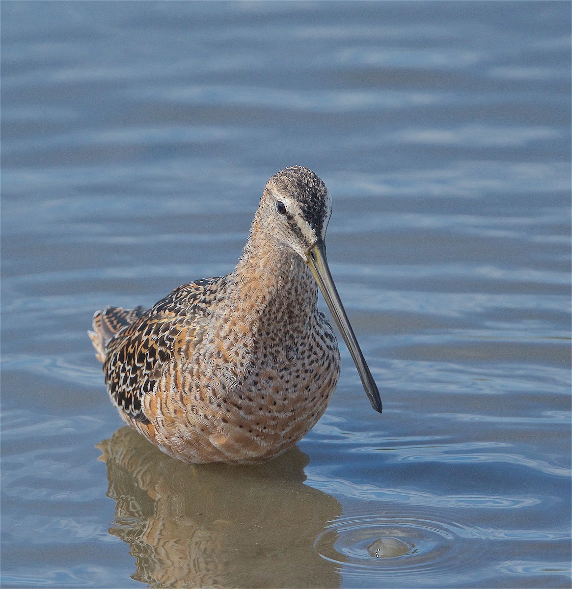 Long-billed Dowitcher - ML224621411