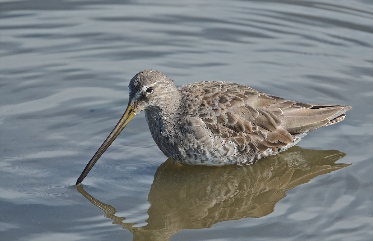 Long-billed Dowitcher - ML224621461