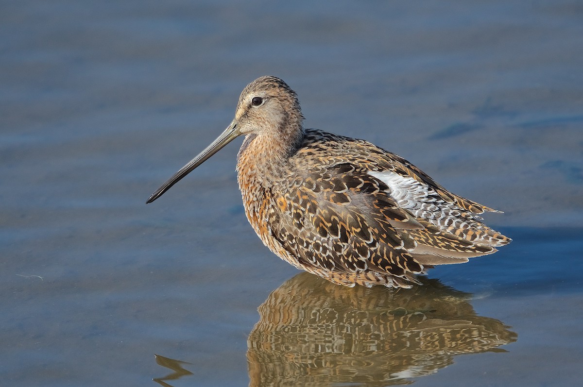 Long-billed Dowitcher - ML224621471