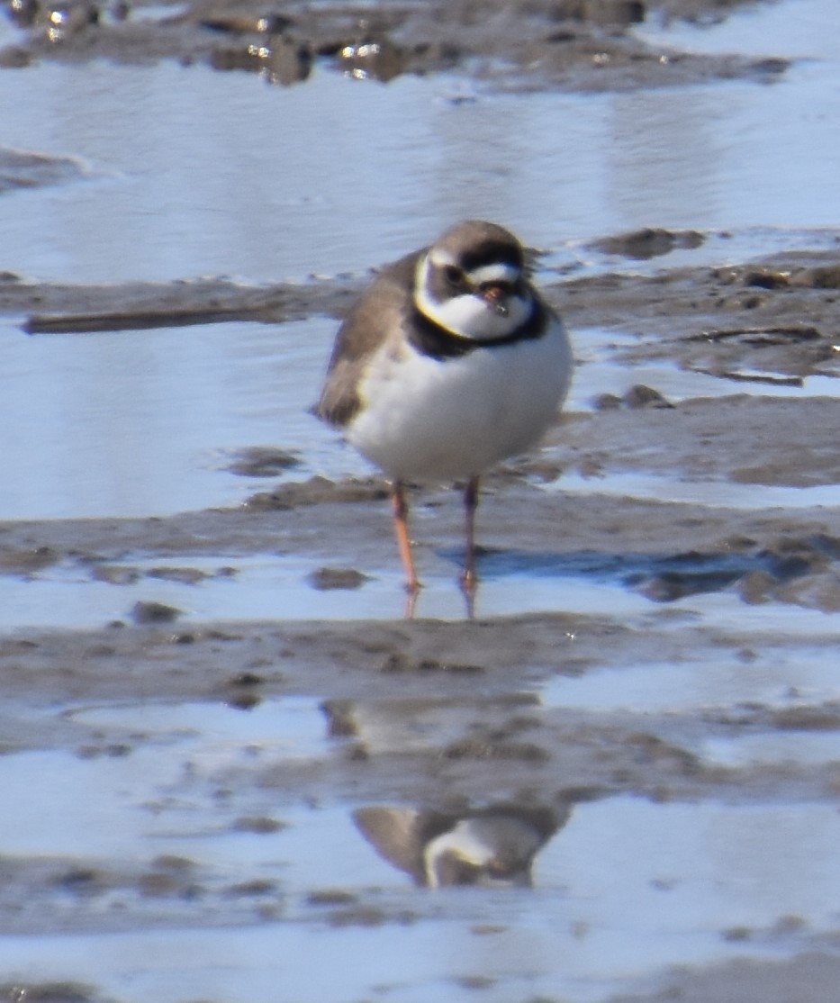 Semipalmated Plover - ML224622181