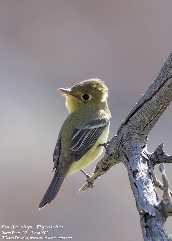 Western Flycatcher (Pacific-slope) - ML224622391