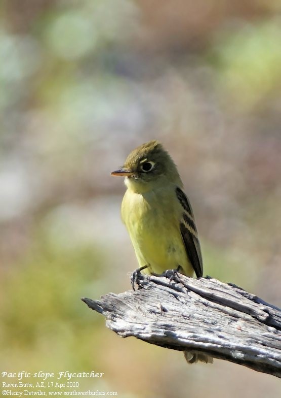 Western Flycatcher (Pacific-slope) - ML224622441