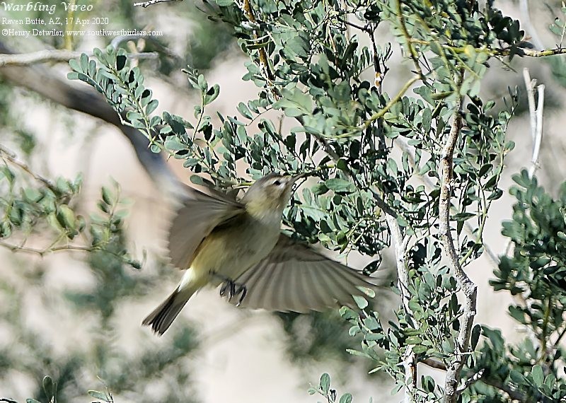 Warbling Vireo - ML224622571