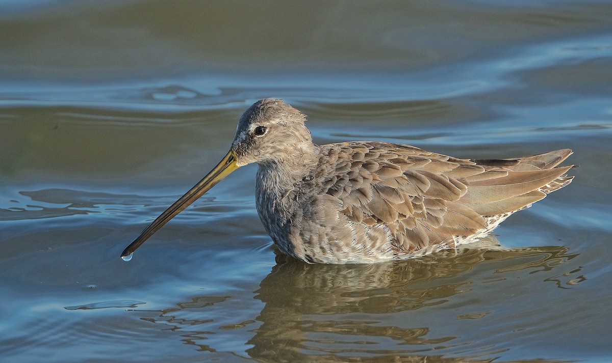 Long-billed Dowitcher - ML224625491