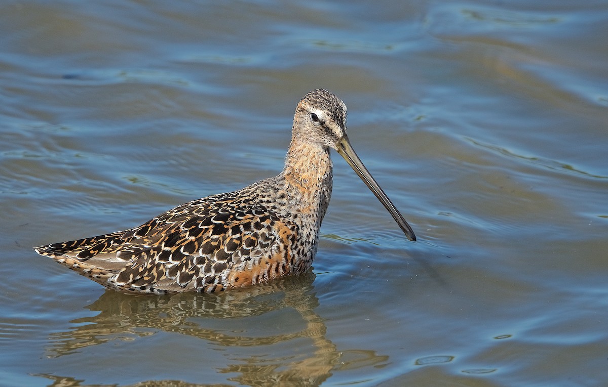 Long-billed Dowitcher - ML224625501