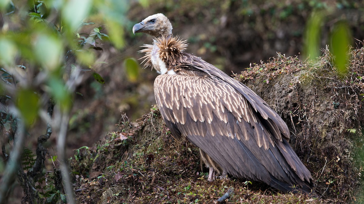 Himalayan Griffon - Thierry NOGARO