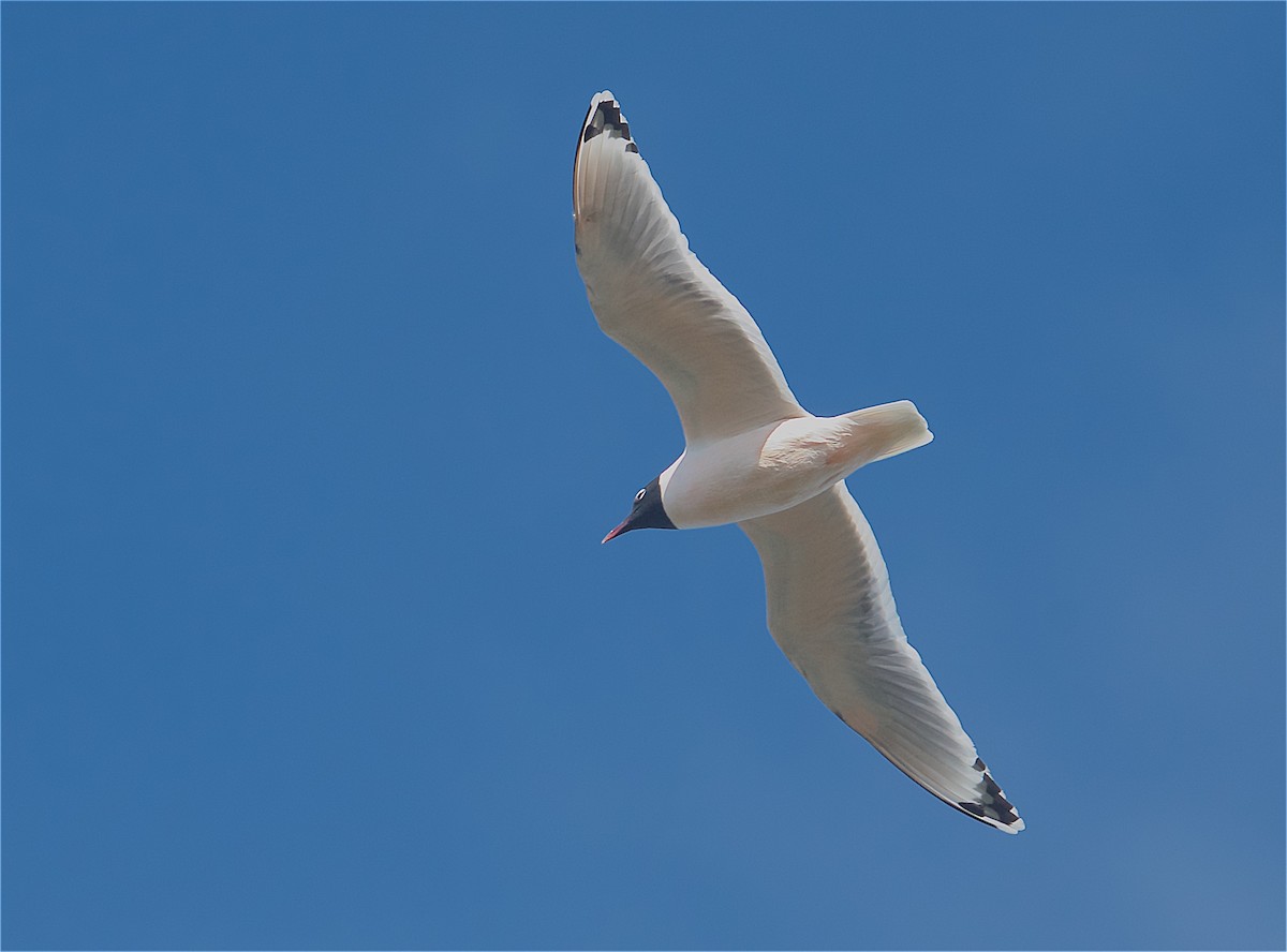 Mouette de Franklin - ML224626281