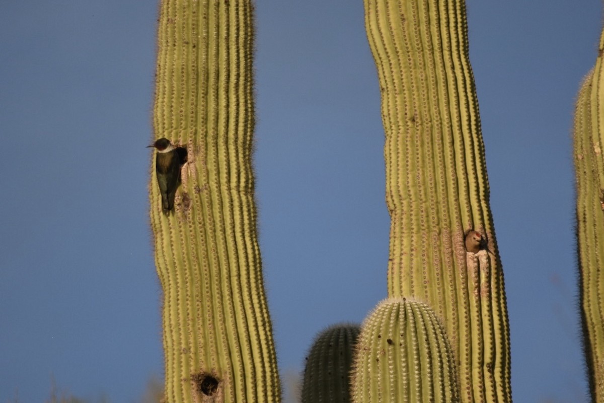 Lewis's Woodpecker - ML224626521