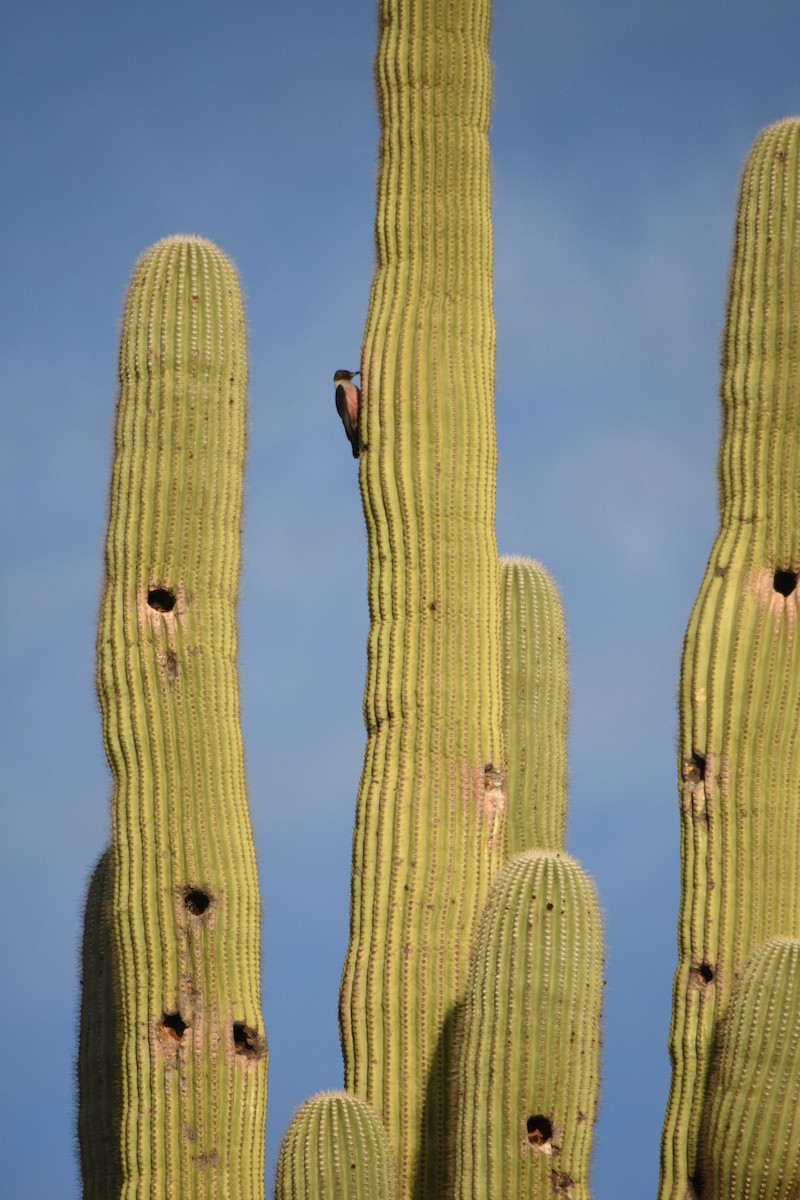 Lewis's Woodpecker - Jeff Ladderud