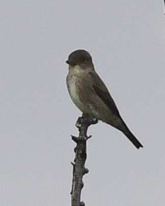 Olive-sided Flycatcher - Don Hoechlin