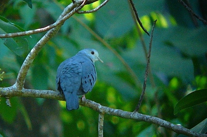 Blue Ground Dove - ML224628441