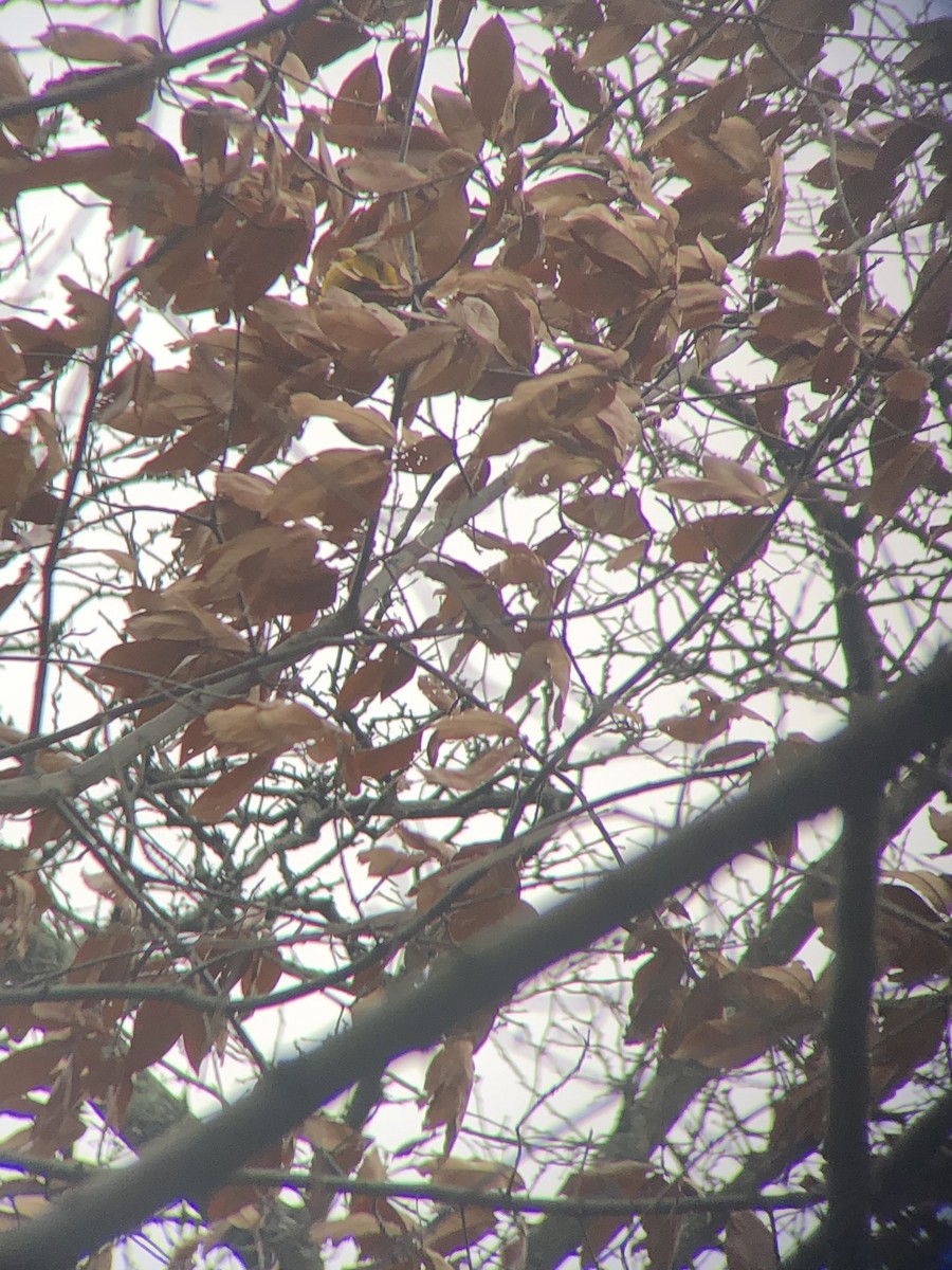 Evening Grosbeak - ML224628511