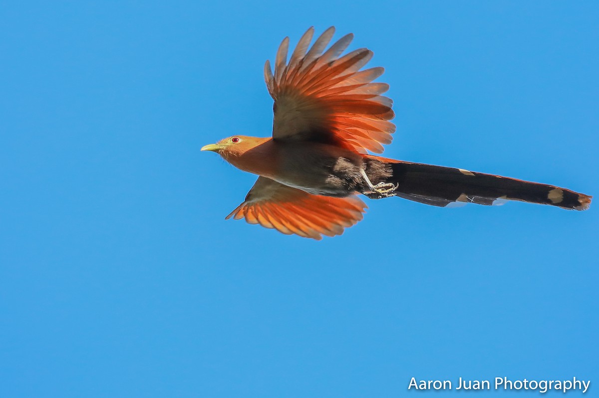 Squirrel Cuckoo - Aaron Juan